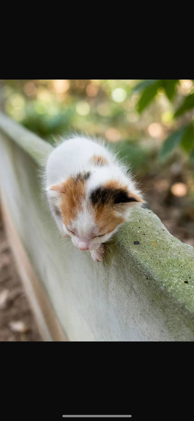 HOME BREED 4