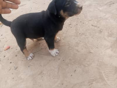 mixid breed