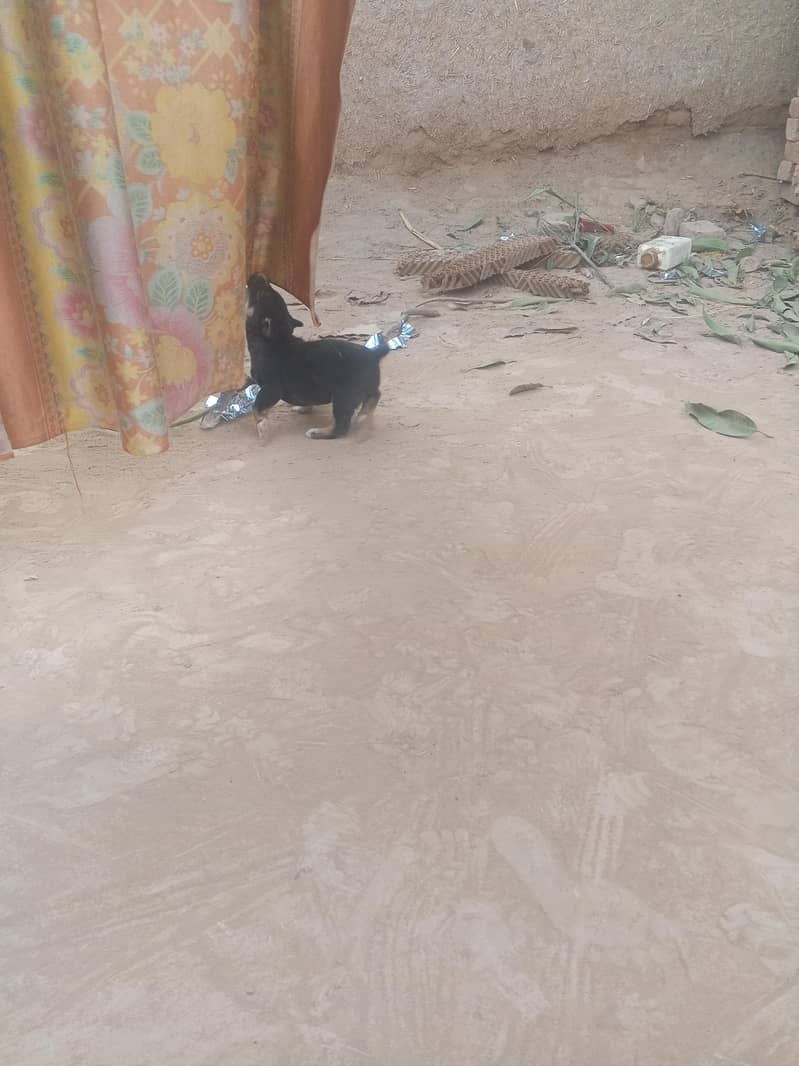 pitbull mixed breed 1