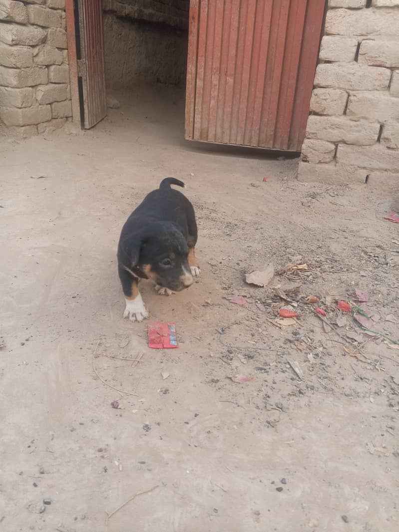 pitbull mixed breed 2