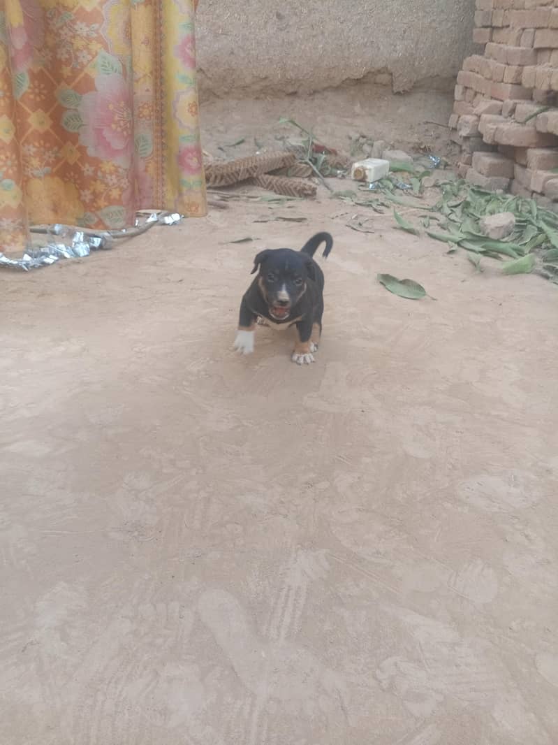 pitbull mixed breed 3