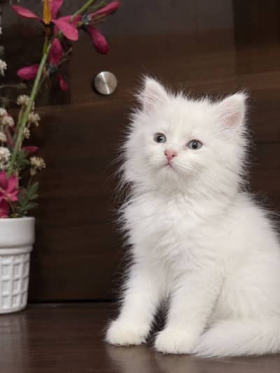 Persian kitten
