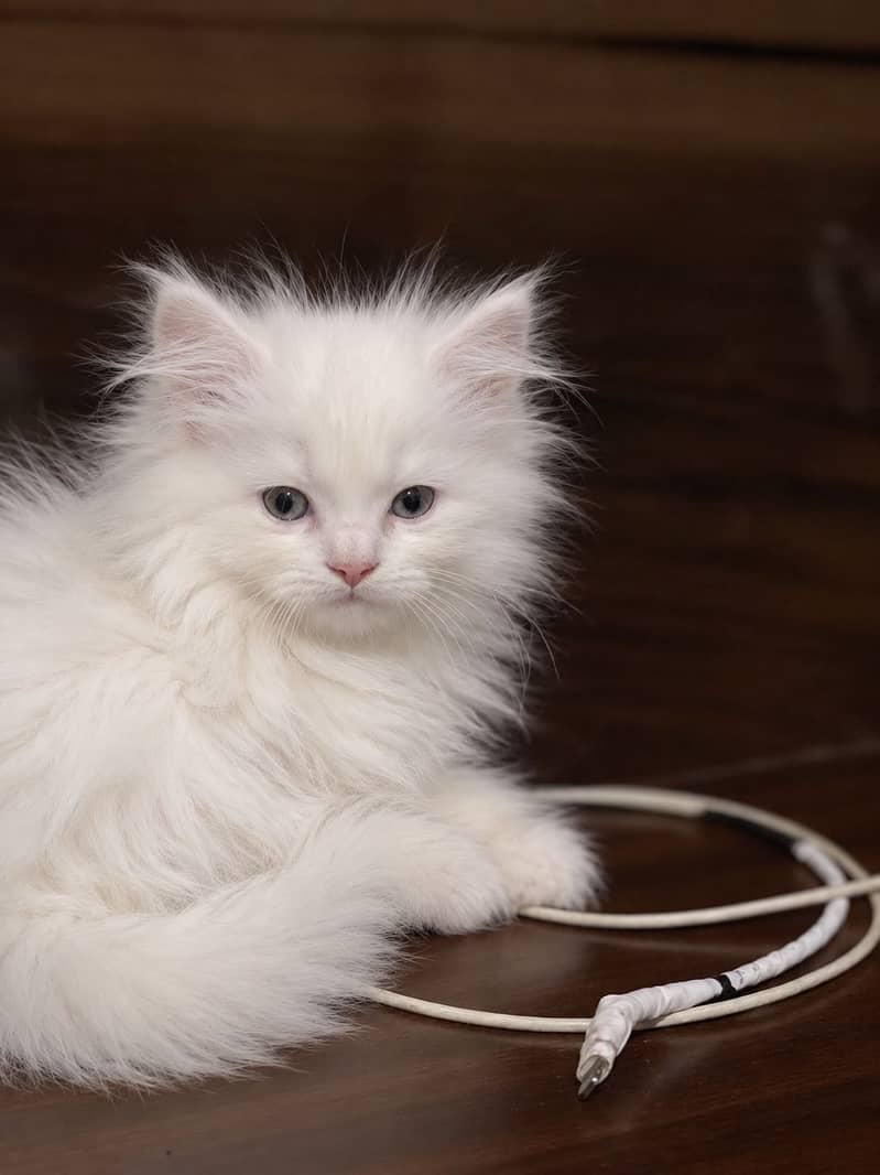 Persian kitten 1