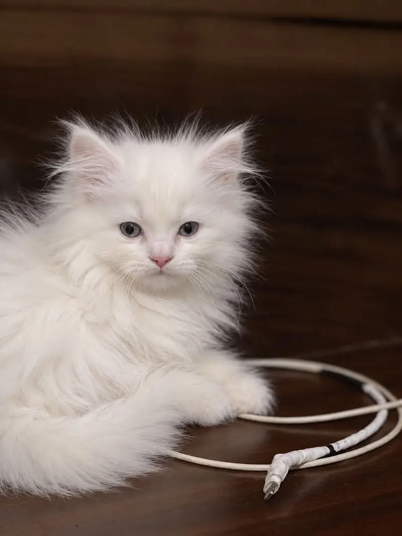 Persian kitten — photo 2