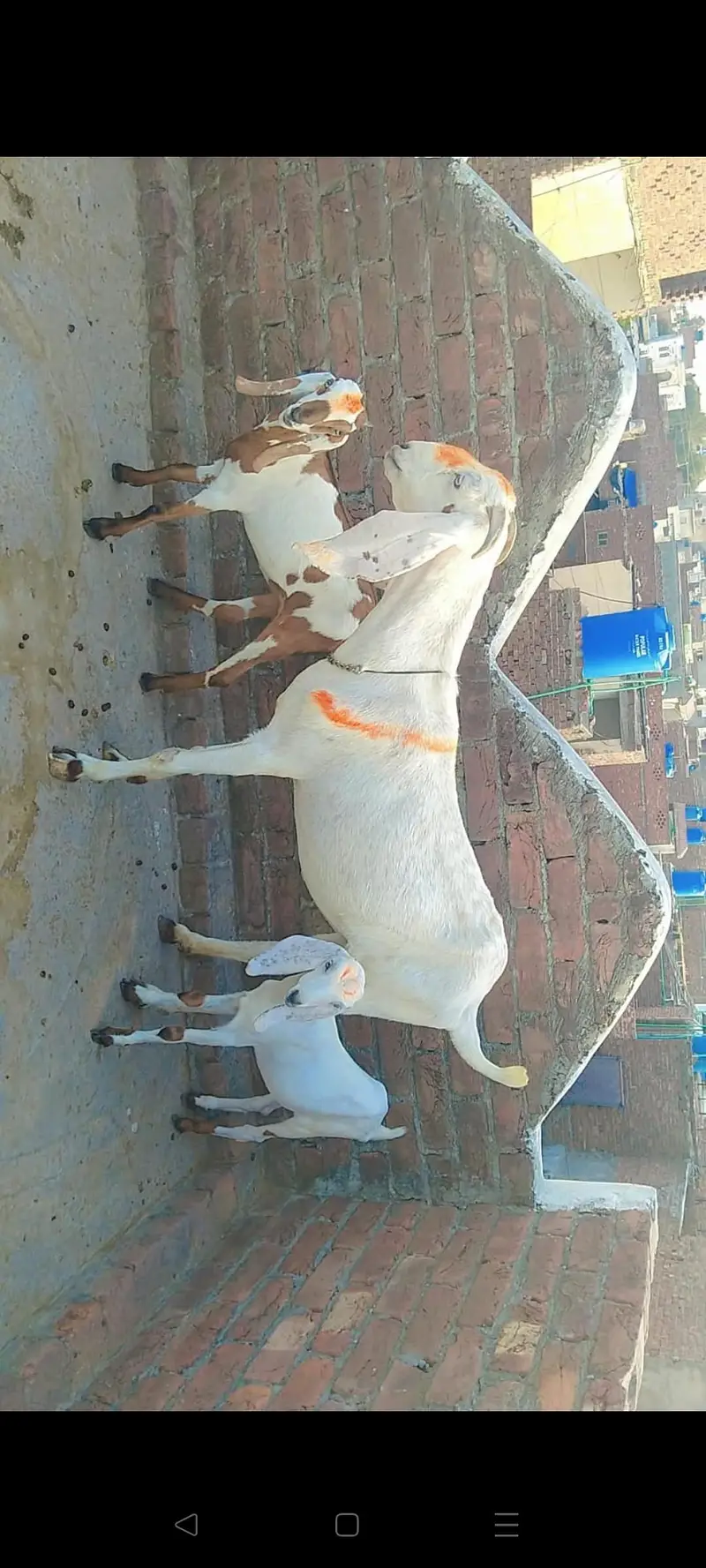 6 bakreya — photo 2