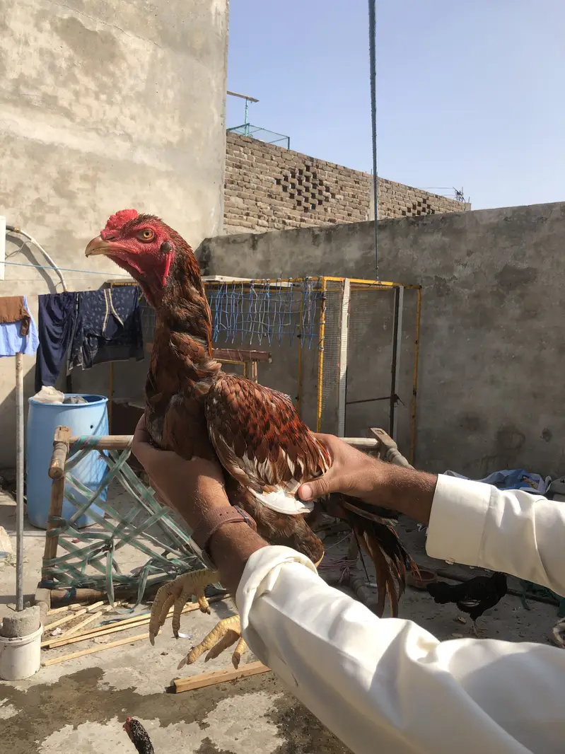 Aseel mianwali pathe — photo 2