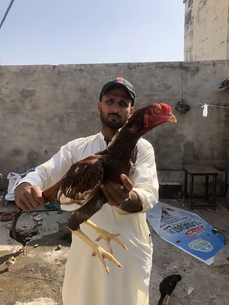 Aseel mianwali pathe — photo 3