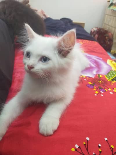 black male white female kitten