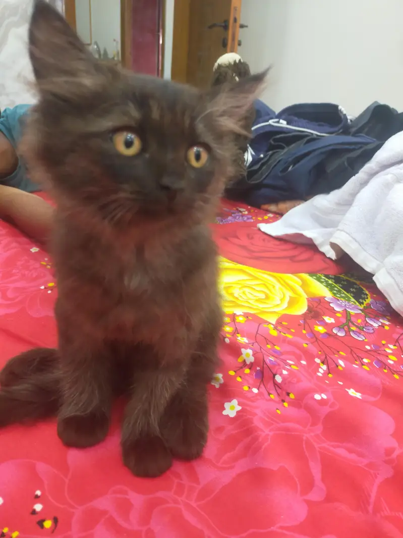 black male white female kitten — photo 2