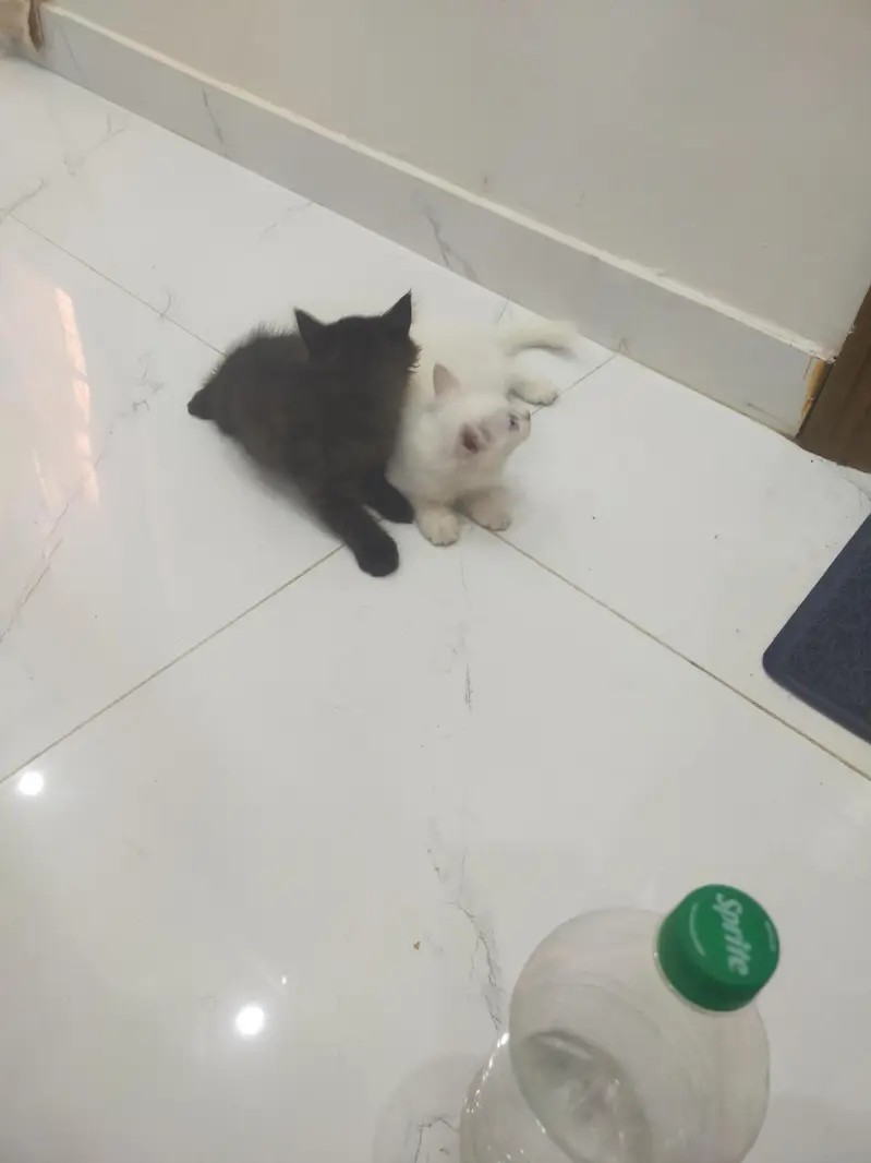black male white female kitten — photo 4
