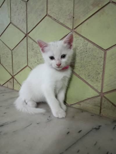 white Khao Manee mix breed kittens