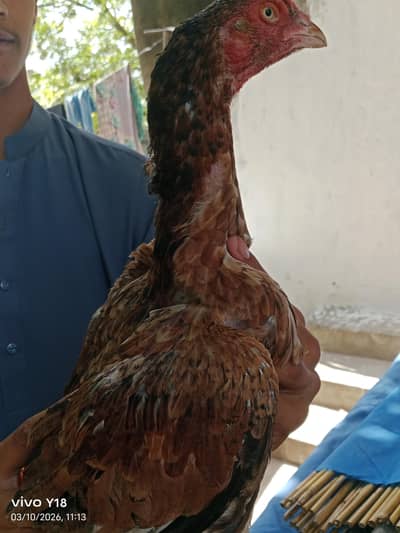 aseel hen for sale