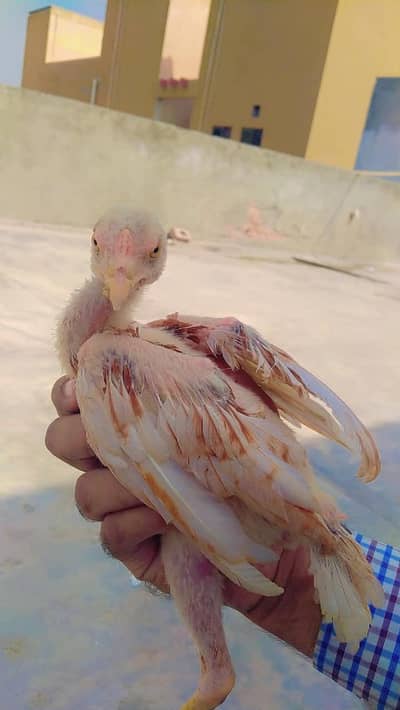 aseel chick for sale
