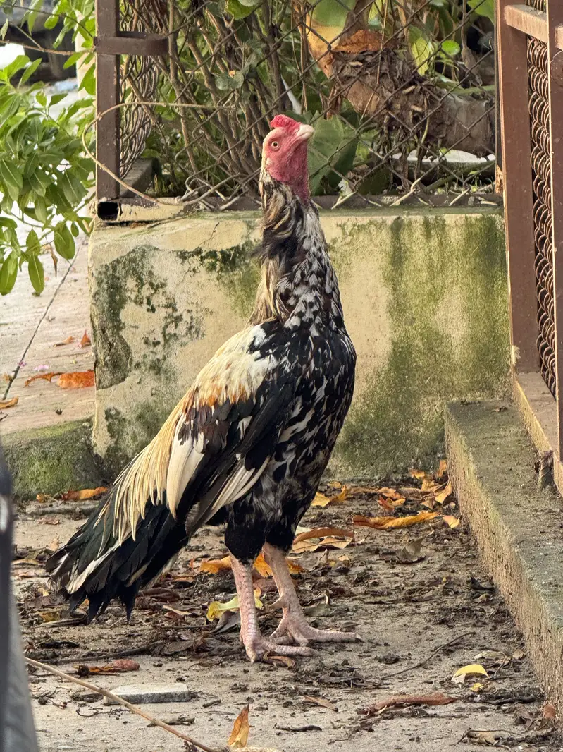Aseel Murgha — photo 2