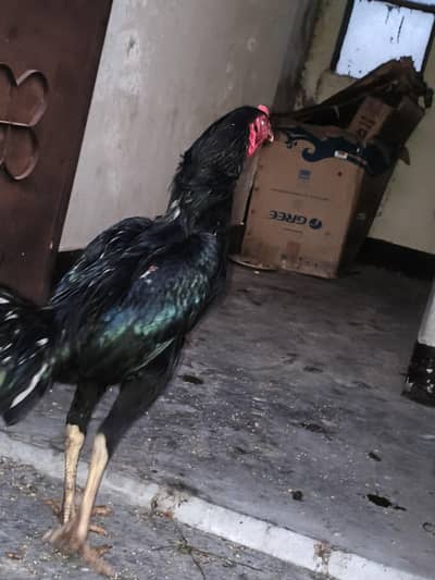 black maska aseel