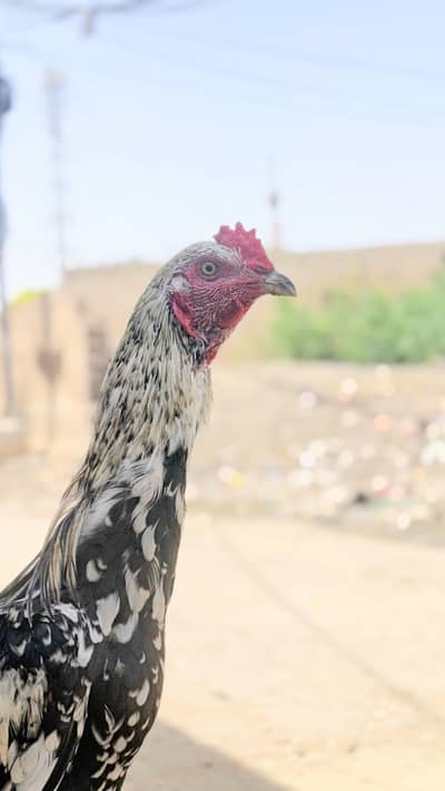 MINYAWALI PATHA