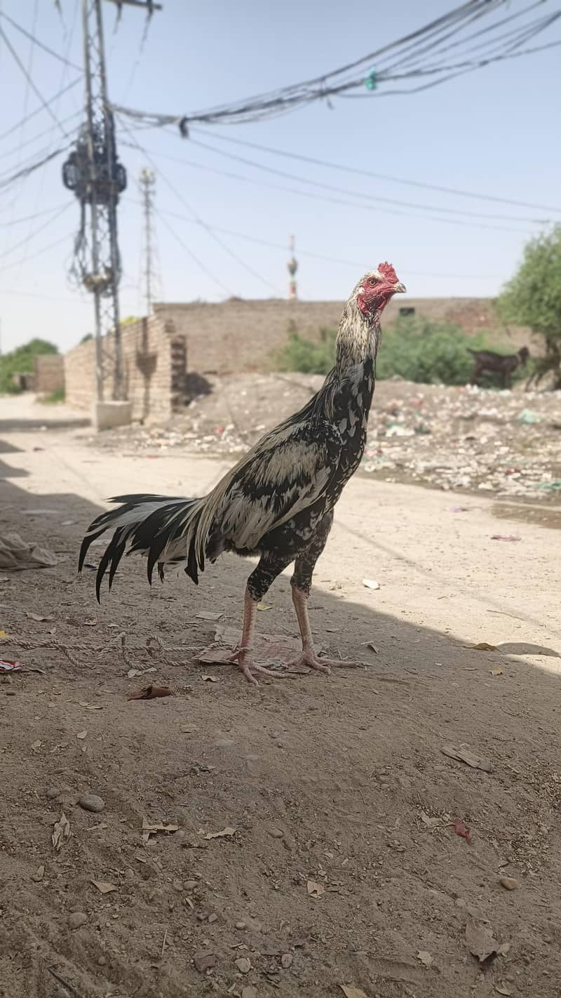 MINYAWALI PATHA 2