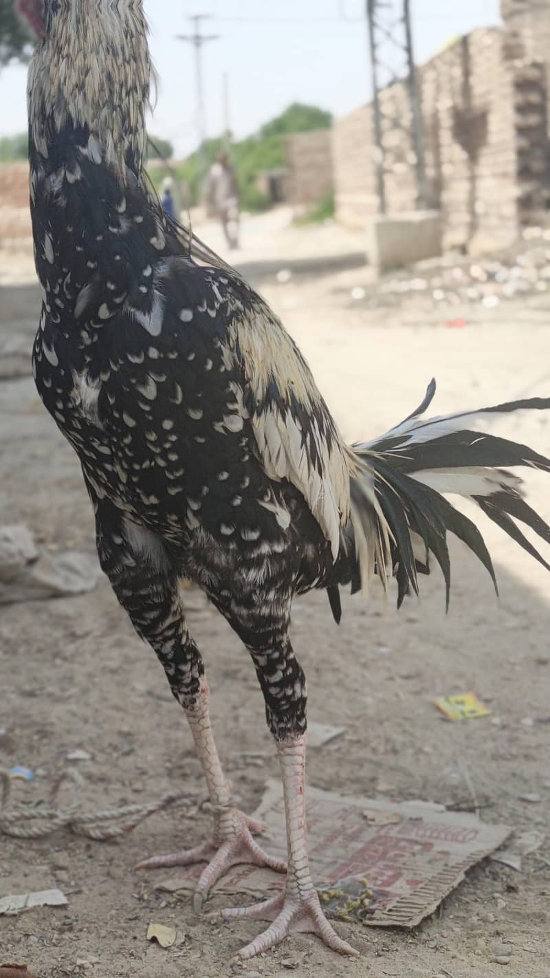 MINYAWALI PATHA 3