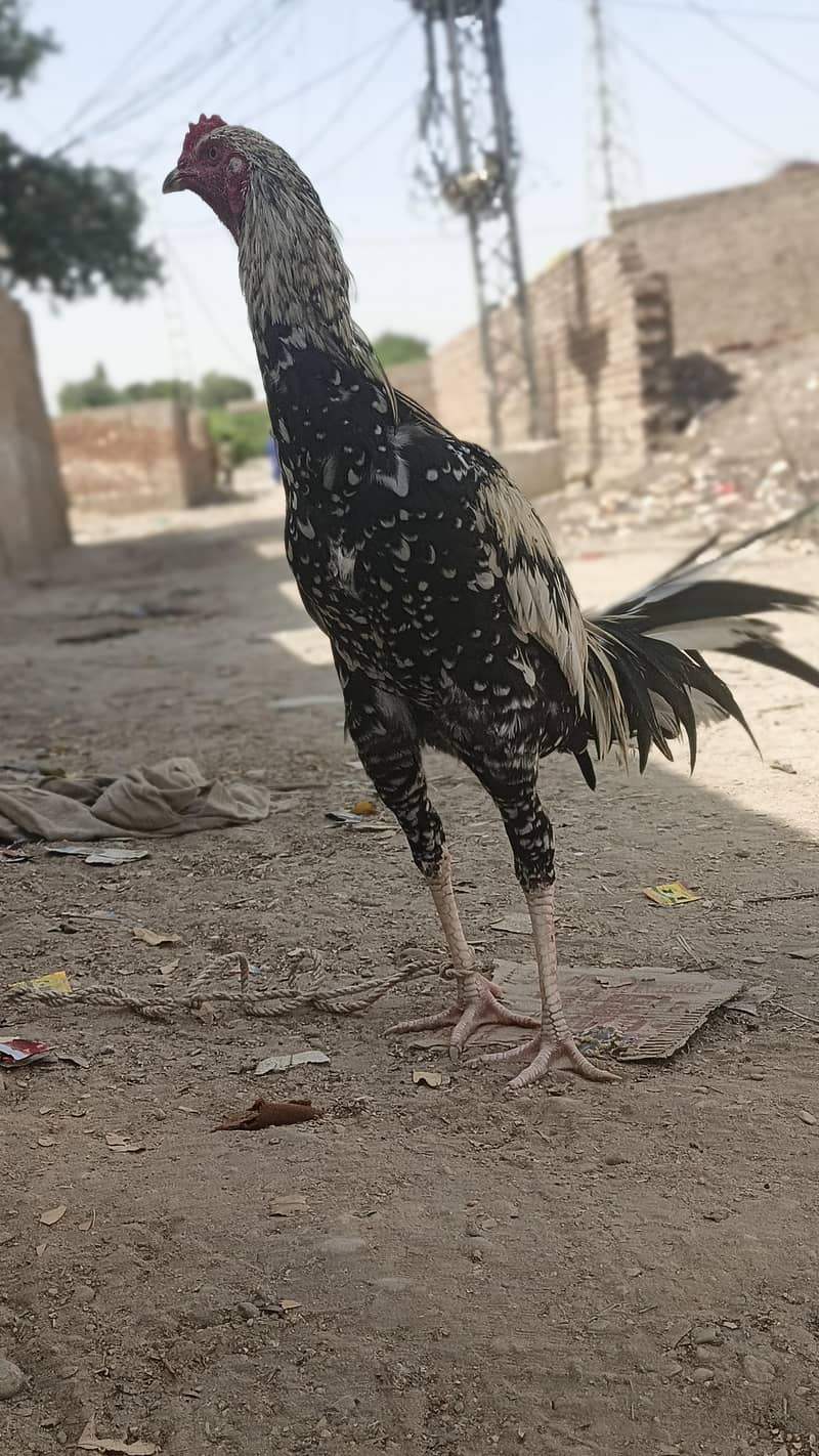 MINYAWALI PATHA 4
