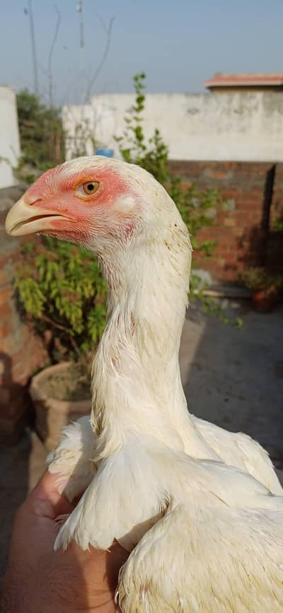 aseel shamo/white shamo/king shamo/shamo chicks/white aseel chicks