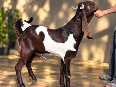 Kamori Male best for qurbani 2027