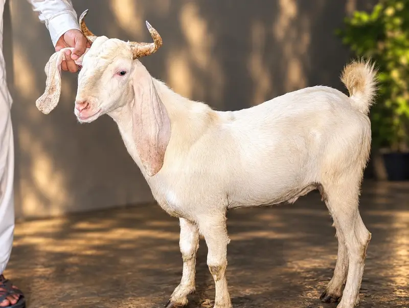 Kamori Male best for qurbani 2027 — photo 3
