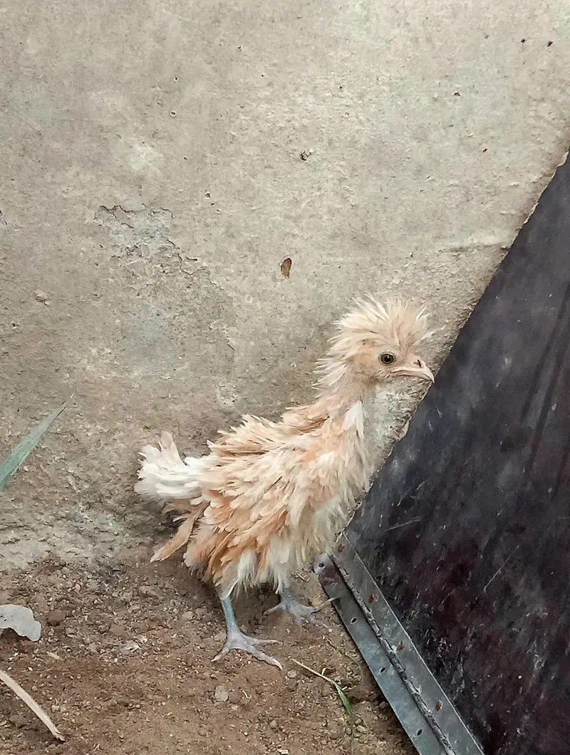Fancy Chicks [Shamo,White Bentum,Frizzle Polish,Milli Flower] — photo 12