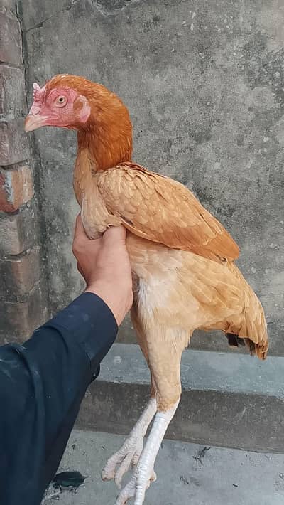 miawali pila aseel blood old blood line hen breader hen