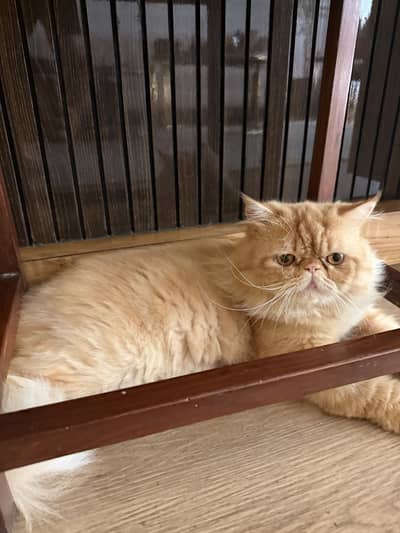 Perisan cat
