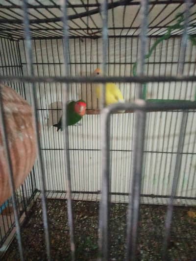 love bird for sale with cage