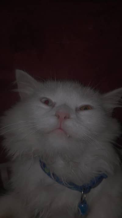 percian cat baby for sale