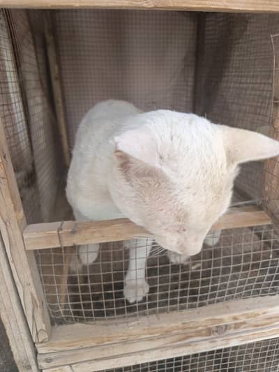 Persian male for sell