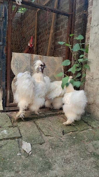 2 male 3 females