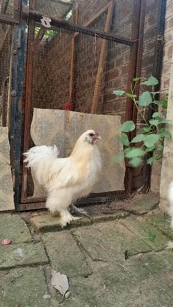 2 male 3 females — photo 3