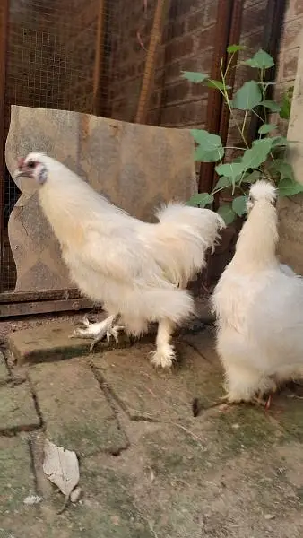 2 male 3 females — photo 5