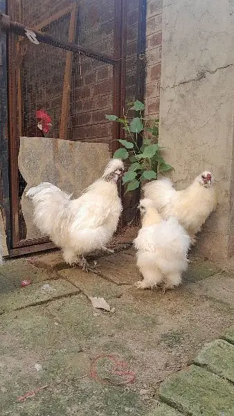2 male 3 females — photo 6