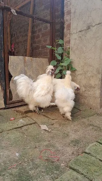 2 male 3 females — photo 7