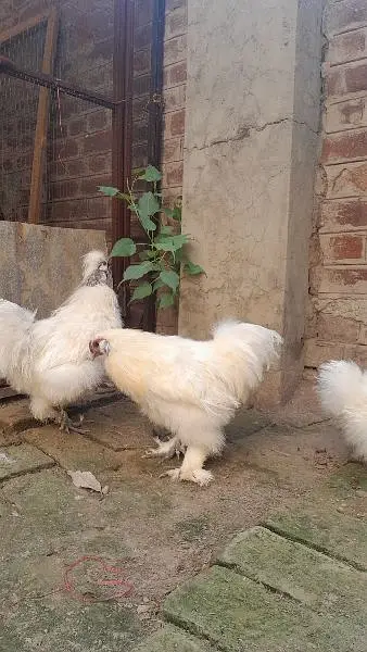 2 male 3 females — photo 8