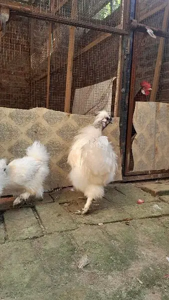 2 male 3 females — photo 9