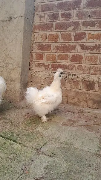 2 male 3 females — photo 11