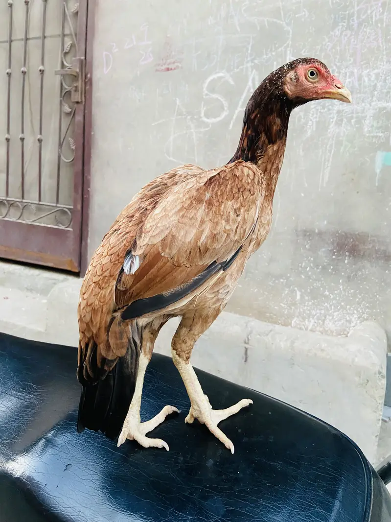 Lakhi Aseel for sale — photo 2