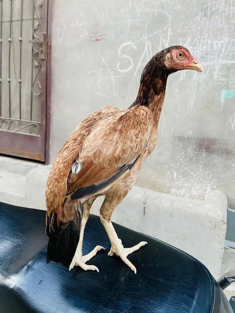 Lakhi Aseel for sale — photo 3