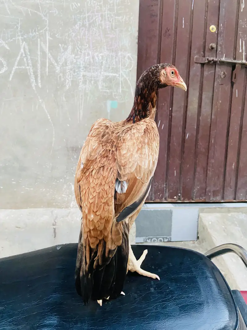 Lakhi Aseel for sale — photo 4