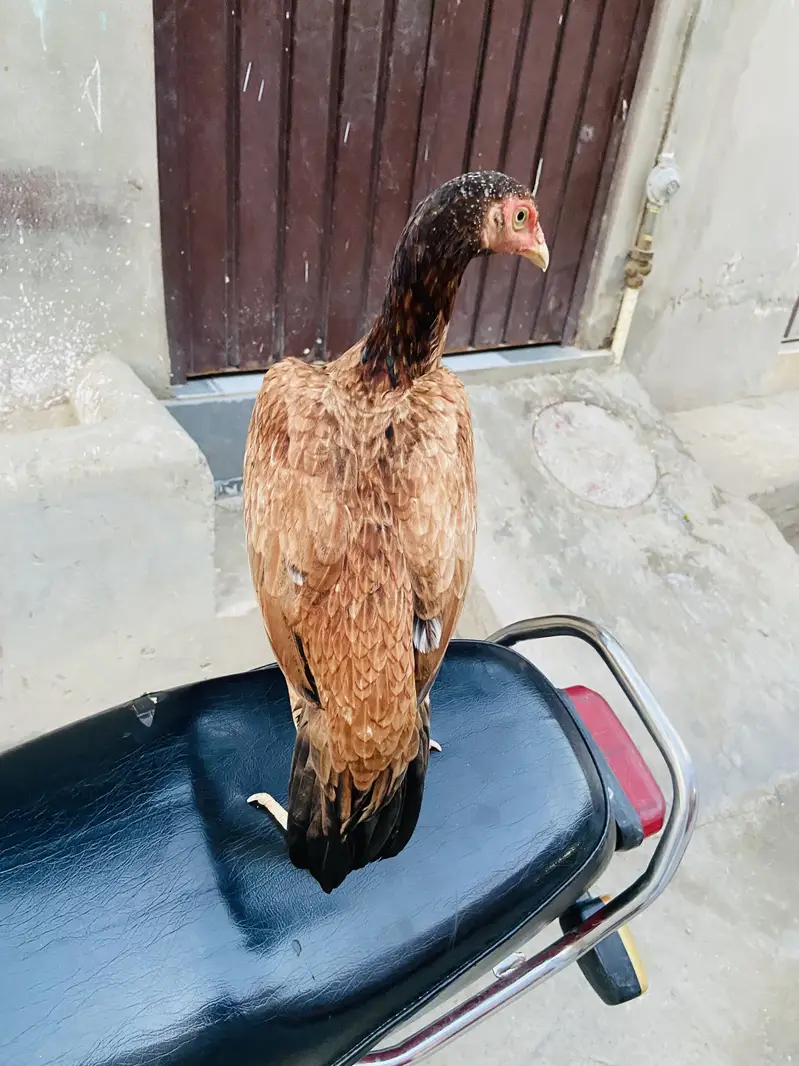 Lakhi Aseel for sale — photo 5