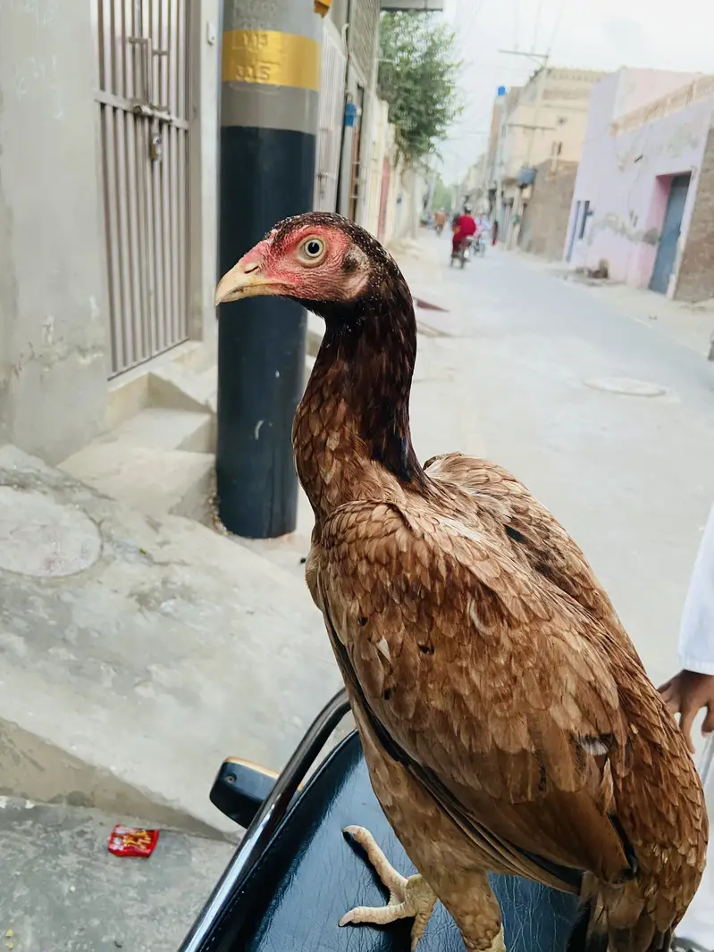 Lakhi Aseel for sale — photo 6