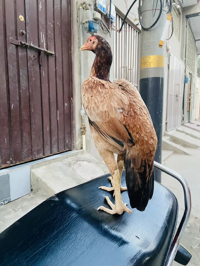 Lakhi Aseel for sale — photo 7