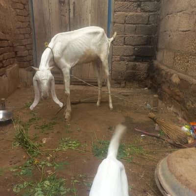 original Rajanpuri