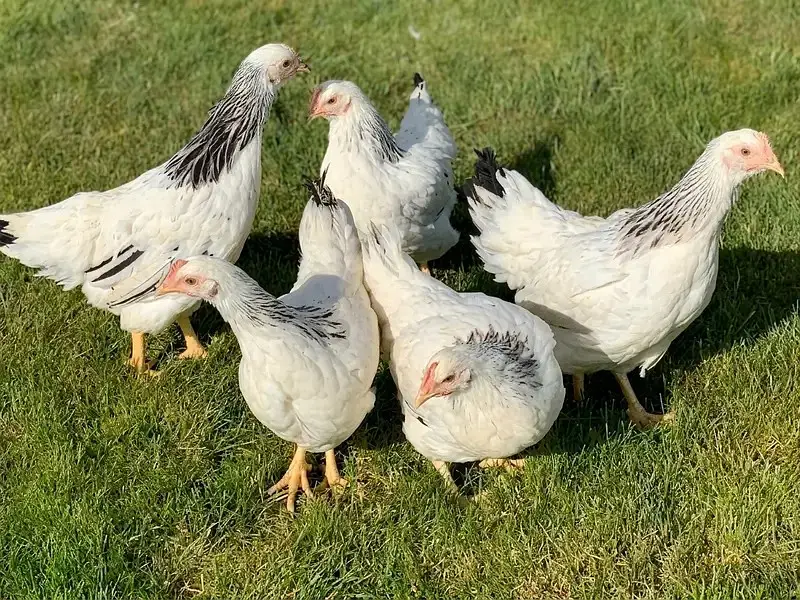 fancy chick / Light Sussex / Golden Buff / Ayam Cemani / Rir / Silkie — photo 2