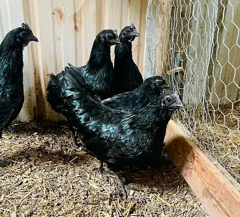 fancy chick / Light Sussex / Golden Buff / Ayam Cemani / Rir / Silkie — photo 3