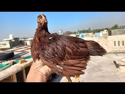 fancy chick / Light Sussex / Golden Buff / Ayam Cemani / Rir / Silkie — photo 4